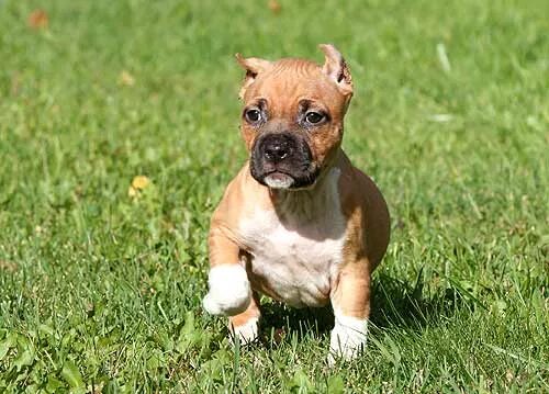 стаффордширский терьер 5 месяцев. американский стаффордширский терьер 5 месяцев. стаффордширский терьер щенок 3 месяца. 5 месяца. американский стаффордширский терьер 2 месяца.