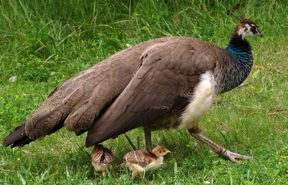 павлин самка. павы это птицы. павлиниха самка. индийский павлин. птица павлин самка.