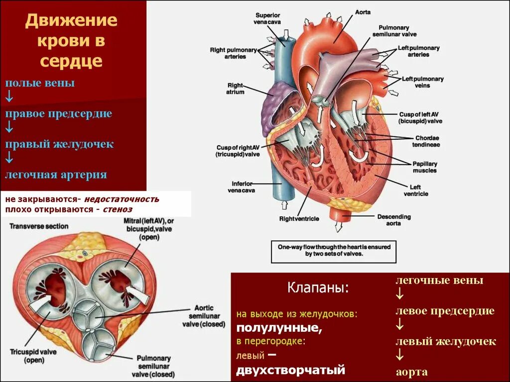 Несет кровь к предсердию. Сердце желудочки и предсердия клапаны. Движение крови из предсердий. Направление потоков крови в сердце. Строение сердца и ток крови.