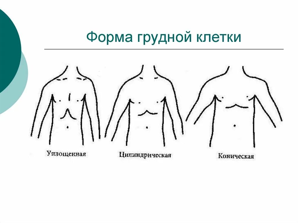 Округлая грудная клетка. Форма грудной клетки у астеников. Коническая форма грудной клетки. Форма грудной клетки в норме у женщин. Форма грудной клетки у детей 2 года в норме.