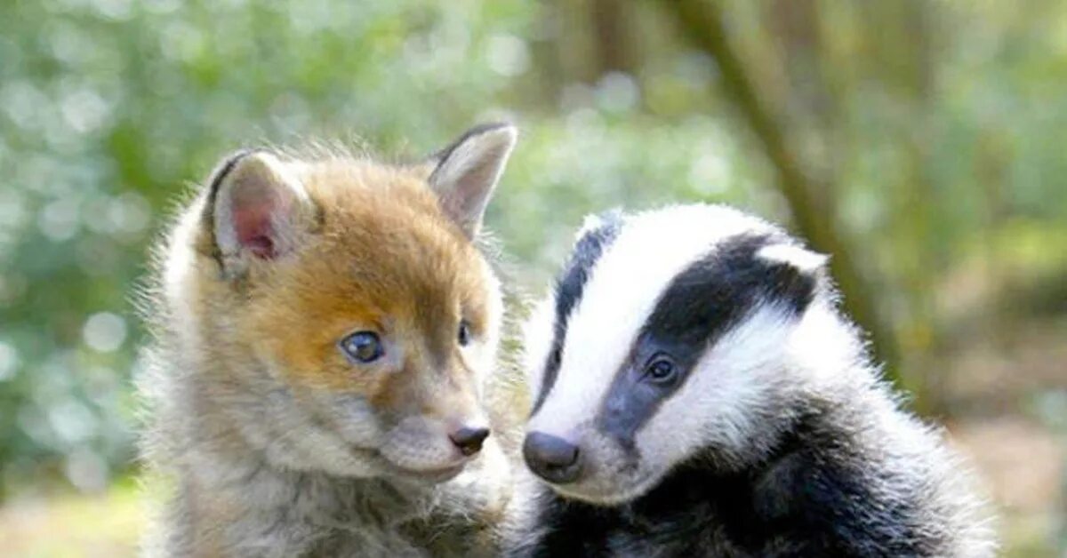 Барсук и лиса кто больше. Лисы и барсуки. Барсук и лисенок. Барсук и лиса. Барсук и лиса.