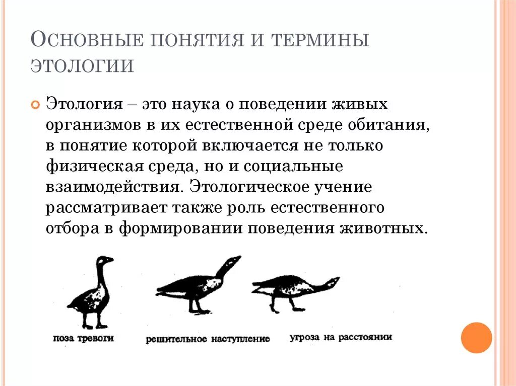 Игровое поведение млекопитающих. Этология животных. Наука изучающая поведение животных. Этология основные понятия. Этология это наука.