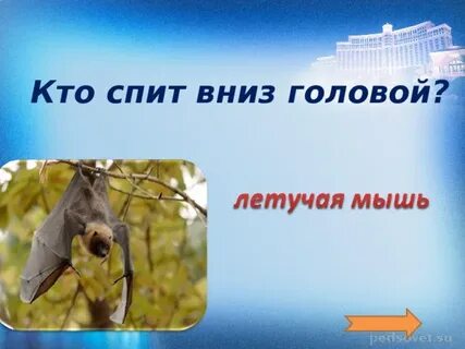 Сон вниз