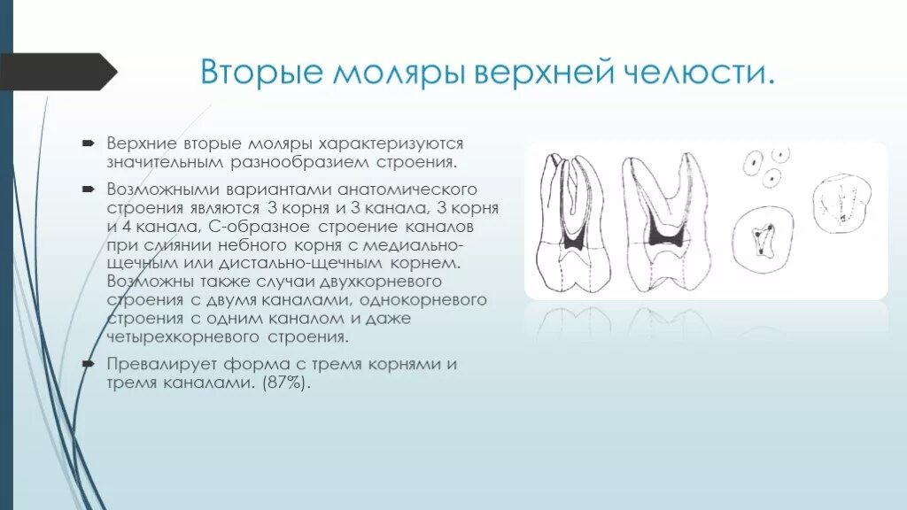 Второй верхний моляр корневые каналы. Второй моляр верхней челюсти анатомия каналов. Зуб второй моляр верхней челюсти. Анатомия корневых каналов моляров верхней челюсти.