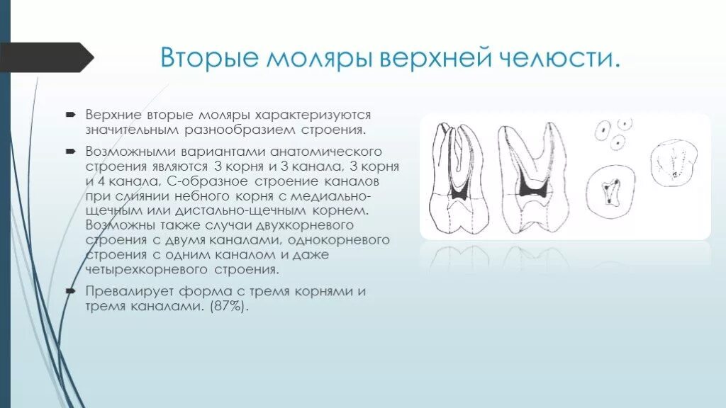 Верхние и нижние каналы. Второй верхний моляр корневые каналы. Второй моляр верхней челюсти анатомия каналов. Зуб второй моляр верхней челюсти. Анатомия корневых каналов моляров верхней челюсти.