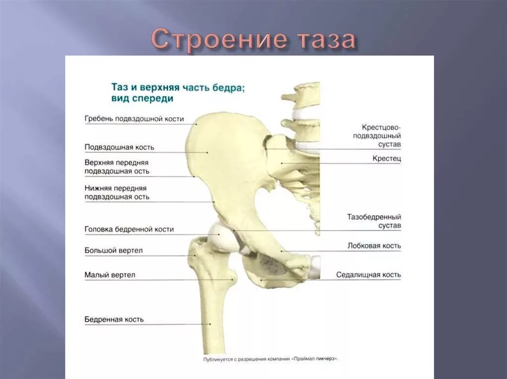 Таз отдел скелета. Суставы бедренная кость анатомия. Подвздошная кость анатомия строение. Тазовая кость человека строение. Строение кости тазобедренного сустава.