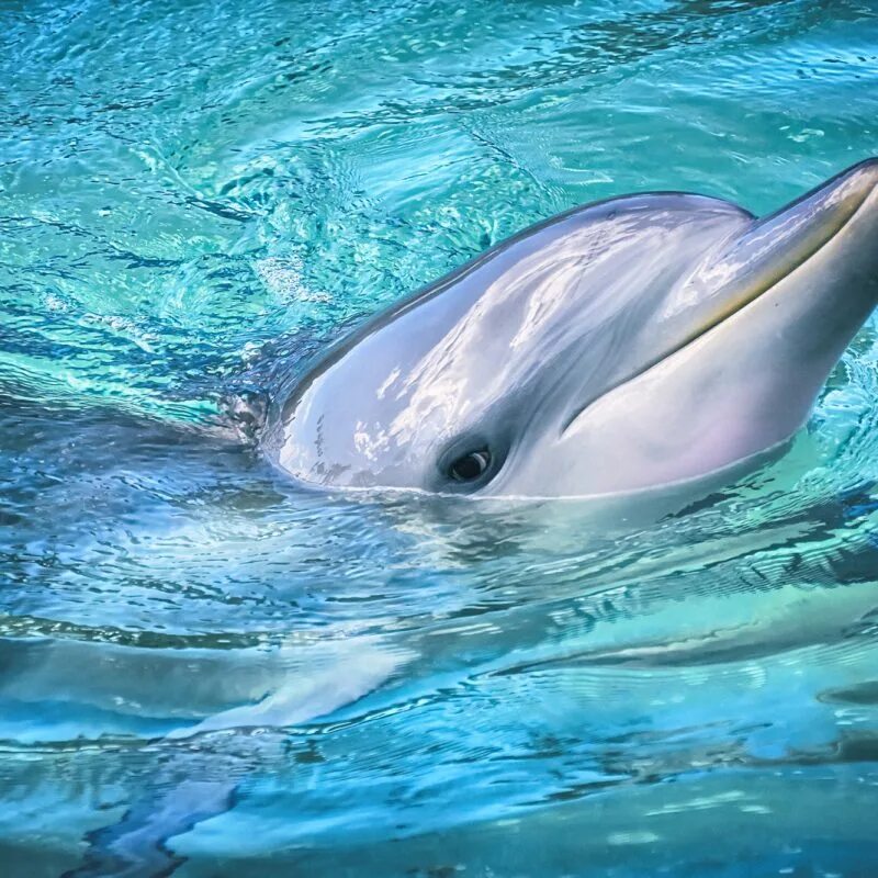 голубые дельфины. Dolphin песня. дельфин ярко синий. обои дельфины. Blue dolphin.