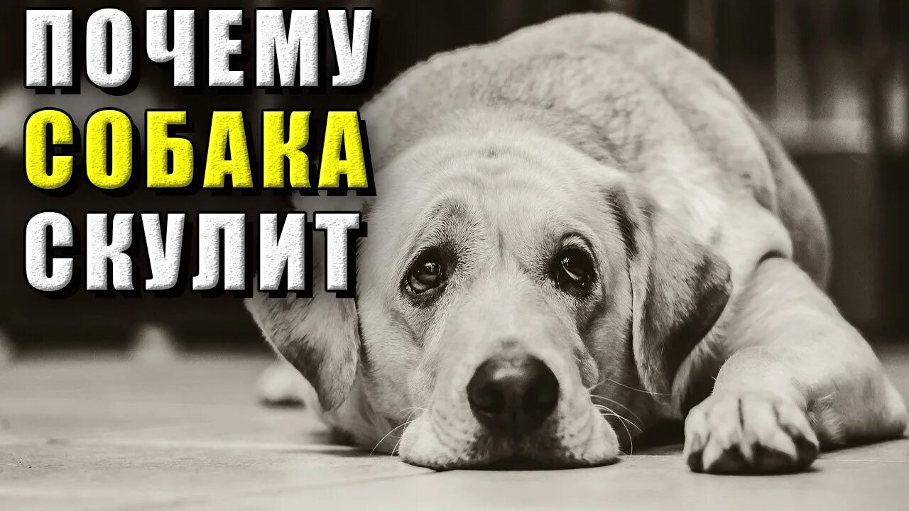 Собака скулит сильно. Аааую собаку выгодно заводить. .Собака Бакс. Не знаю.. Почему собака скулит когда наживаю на живот.