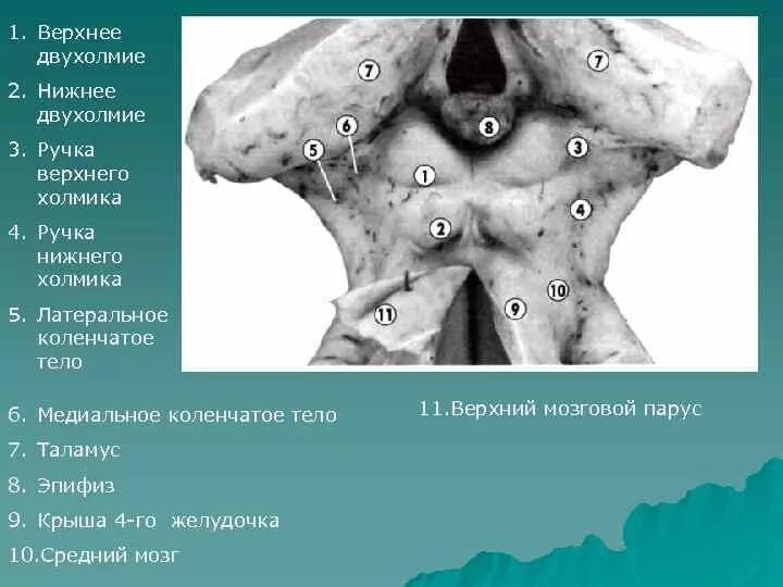 Нижнее двухолмие среднего мозга функция. Верхнее четверохолмие среднего мозга. Верхние холмики крыши среднего мозга латынь. Пластинка четверохолмия среднего мозга.