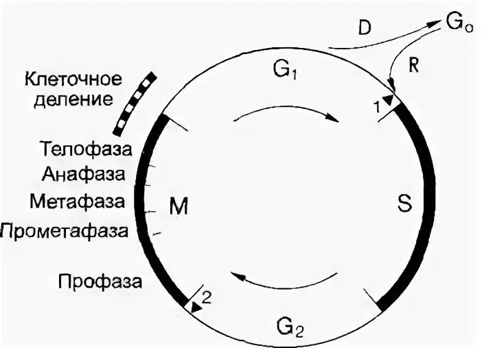 Ход на клетку 1