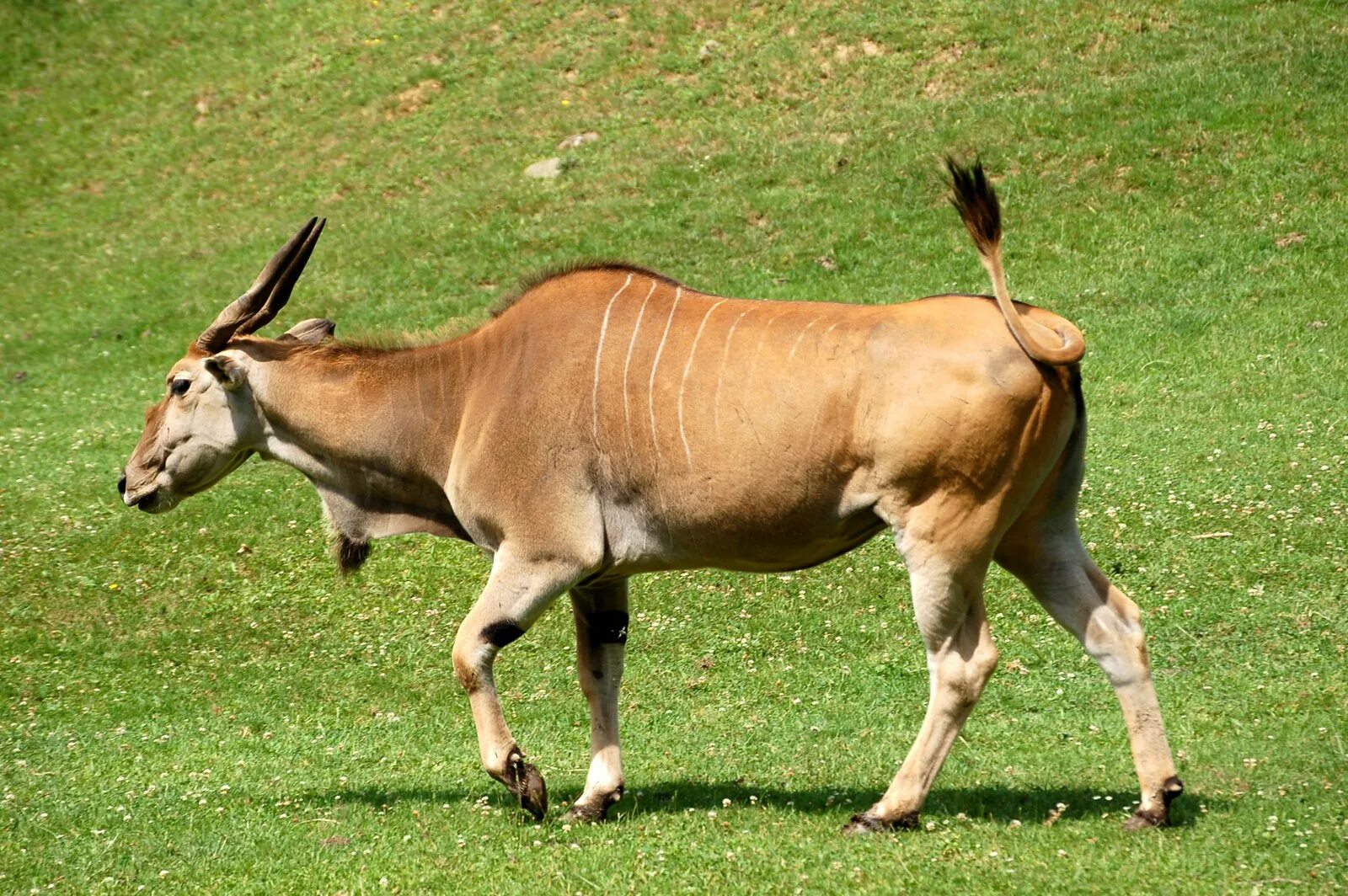 Common eland. Антилопа орикс. Теленок антилопы. Канна (антилопа) полорогие. Западная канна антилопа.
