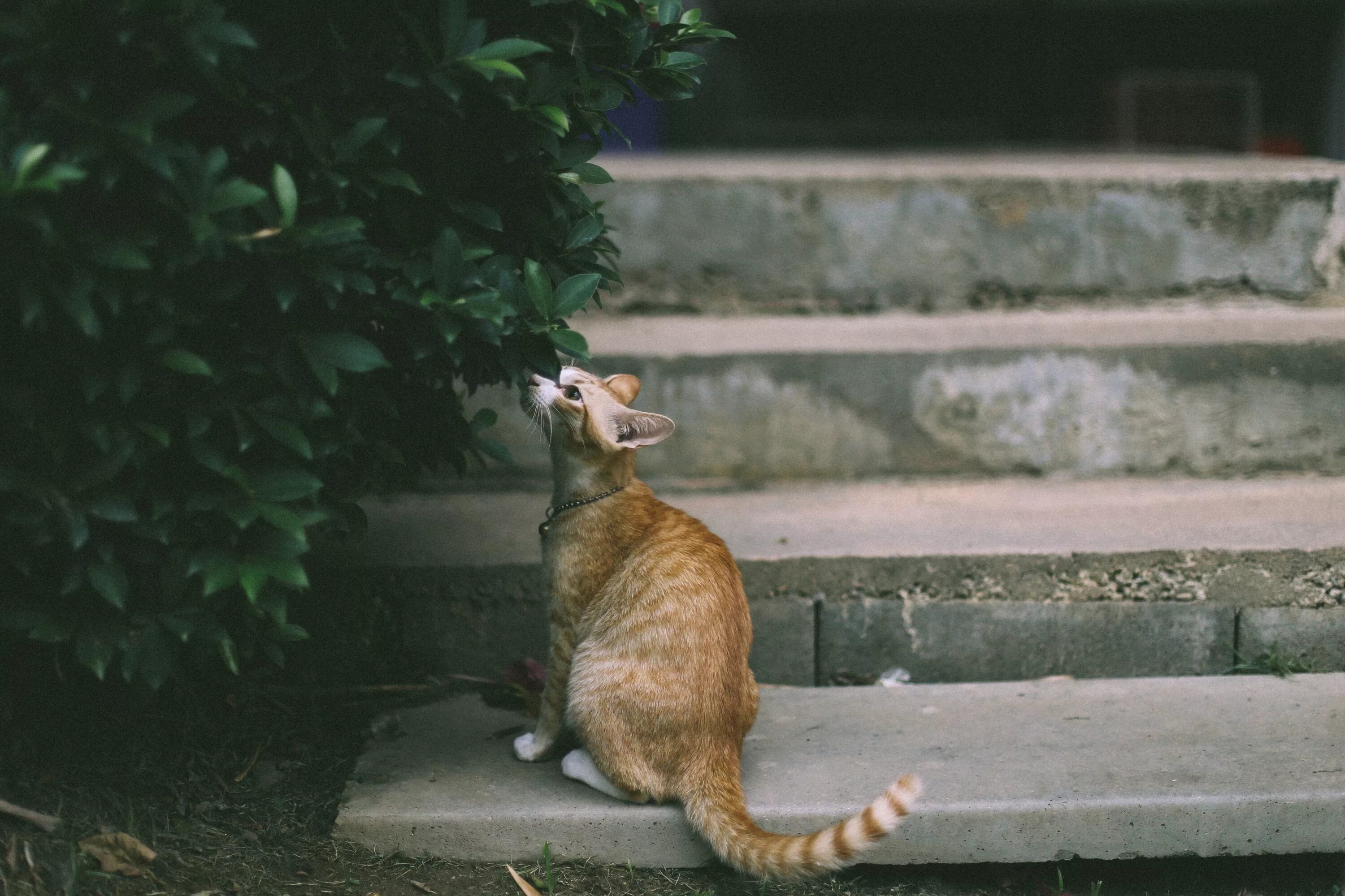 Звуки гуляющих котов. Кот сидит на ступеньке. Животные на лестнице. Коты сидят. Лестница для кошек.