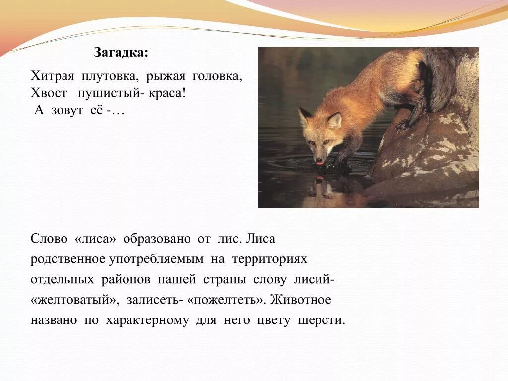 Перед утренней охотой лисица текст. Загадка про лису. Загадка про лису для детей. Лиса загадка для детей. Загадка про лисичку для детей.