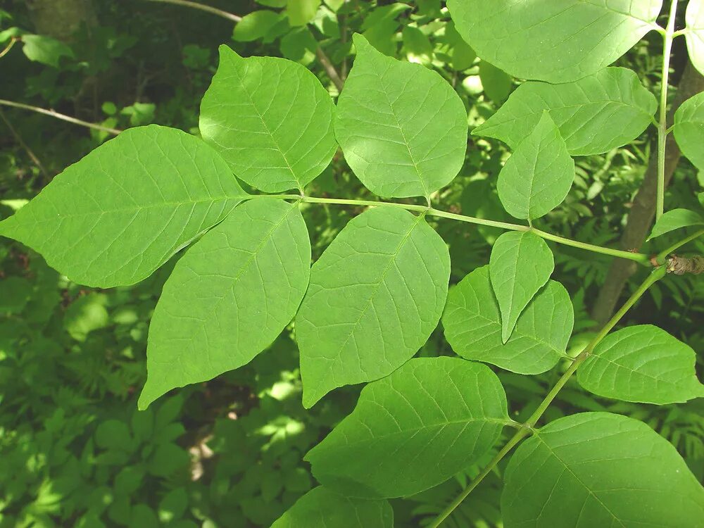 Листья кустов фото с названиями. Fraxinus Americana листья. Ясень американский (Fraxinus Americana). Ясень обыкновенный прилистники \. Ясень Зибольда.