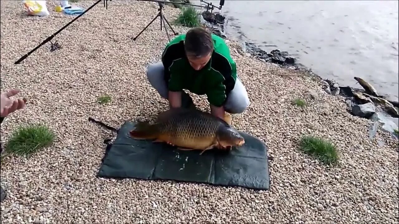 Огромный Карп. Карп в руках. Рыба убегает. Рыбалка видео.