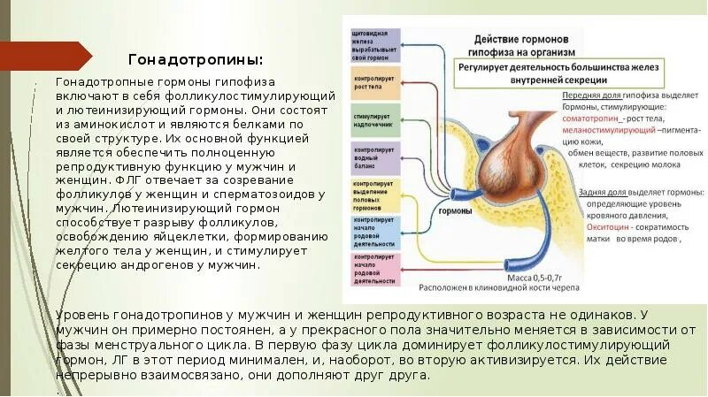 Гонадотропные гормоны и их функции. Гонадотропные гормоны передней доли гипофиза. Гипофиз – секреция гонадотропных гормонов. Гонадотропные гормоны гипофиза у женщин.