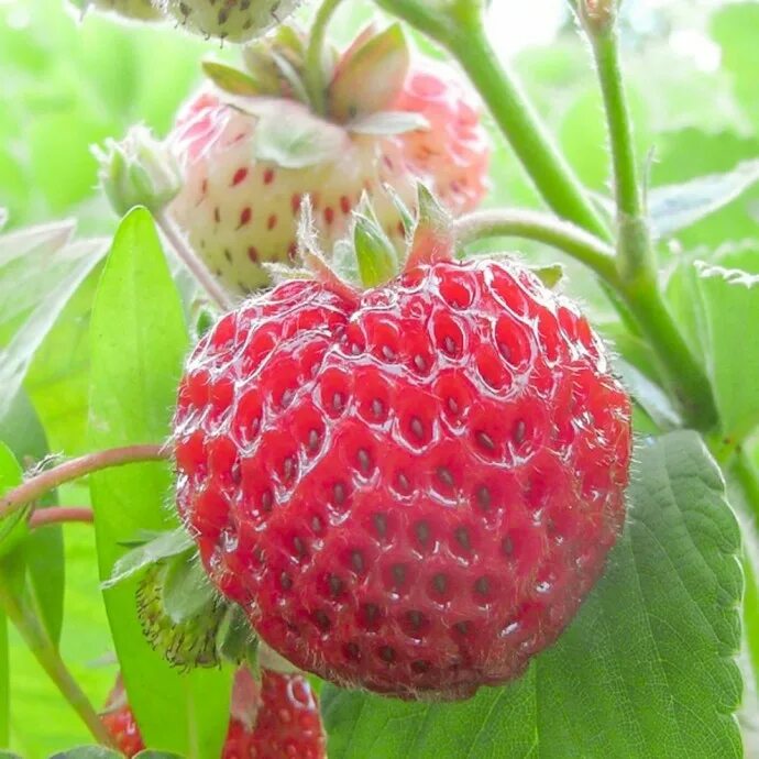 Сорт клубники бордового цвета. Клубника малина фрамберри. мице шиндлер клубника. клубника фрау мице шиндлер. земляника (сорт мице шиндлер.