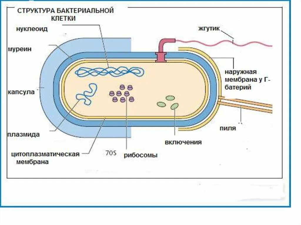 Муреин клеточная стенка. Мезосомы прокариот. Строение бактериальной клетки микробиология нуклеоид. Нуклеоид бактериальной клетки содержит. Клеточная стенка и мембрана бактерий