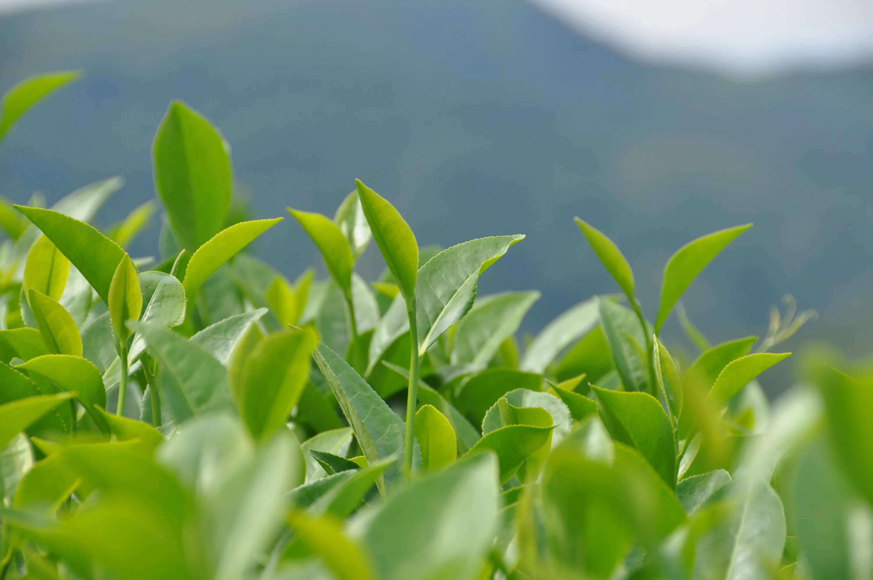 Листья чая китайского. Camellia sinensis плантация. Зеленый чай (Camellia sinensis). Чайный лист Камелия Синенсис. Camellia sinensis листья.