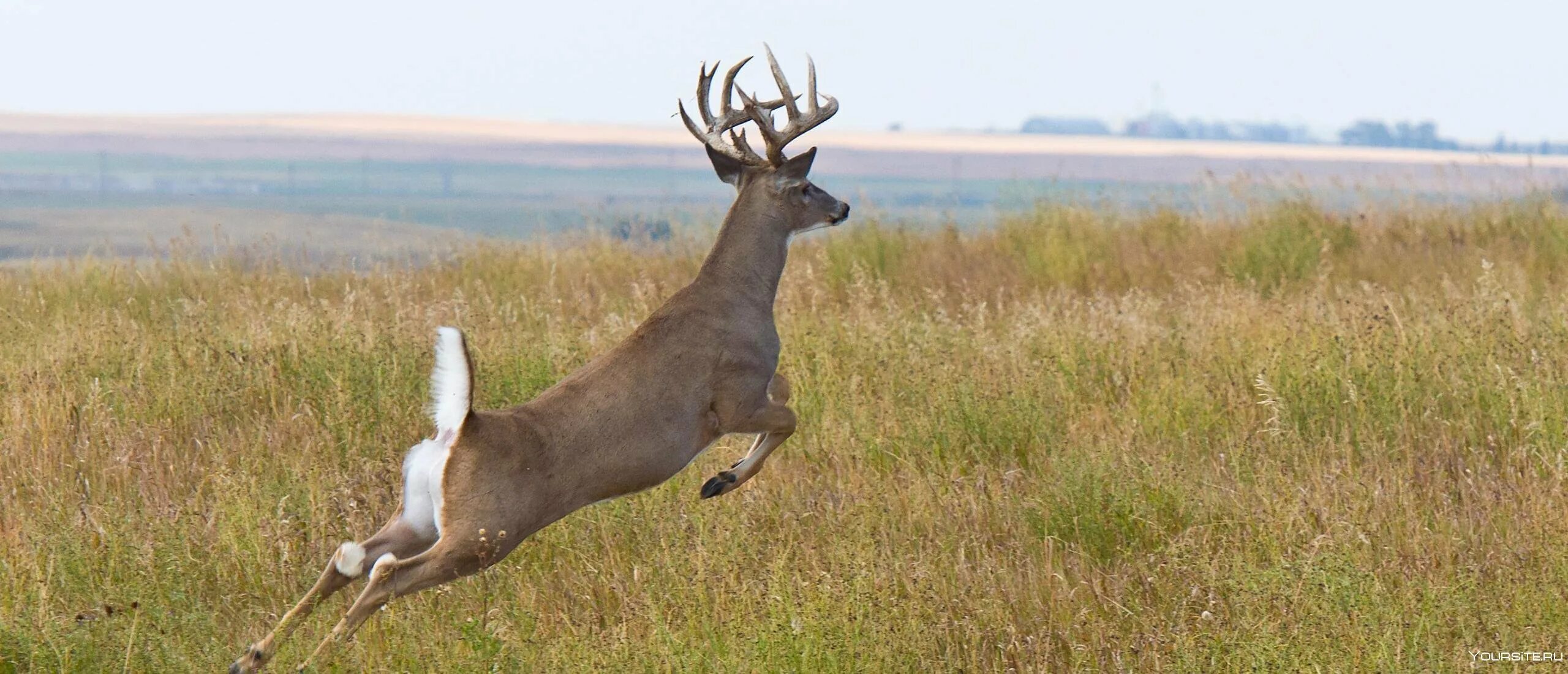 Олень бежит. Олень скачет. Олень стоит на ногах. Олень бежит. Олень и лань.