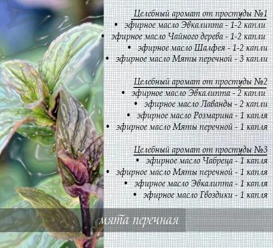 Мята перечная соцветие. Мята перечная анализ. Листья мяты перечной сырье. Череды трава 50г фармацвет. Листья мяты перечной характеристика.