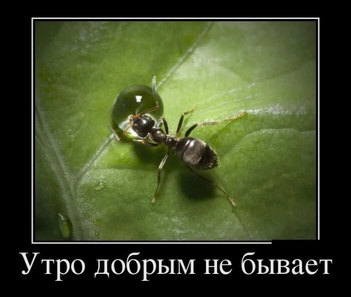 Добрым не бывает. Утро добрым не бывает. утро добрым не бывает прикол. утро добрым бывает картинки. утро добрым не бывает демотиватор.