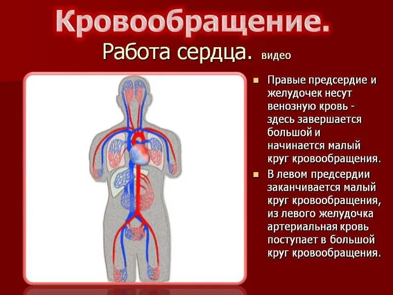 Сердечная деятельность кровообращение. Кровообращение. Кровообращение человека. Кровообращение сердца. Круги кровообращения.