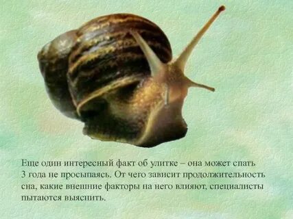 Маленький факт