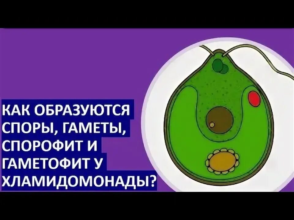 Спорофит хламидомонады.