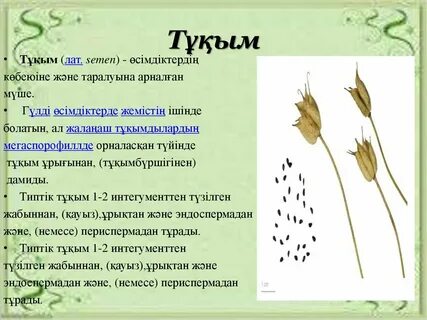 Анасының ұлына анальді секс жасағаны туралы порно видео