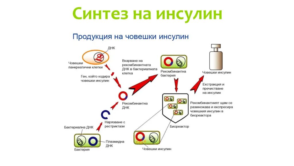 Схема получения инсулина. Искусственный Синтез инсулина схема. Процесс получения инсулина. Этапы биотехнологического процесса производства инсулина схема.