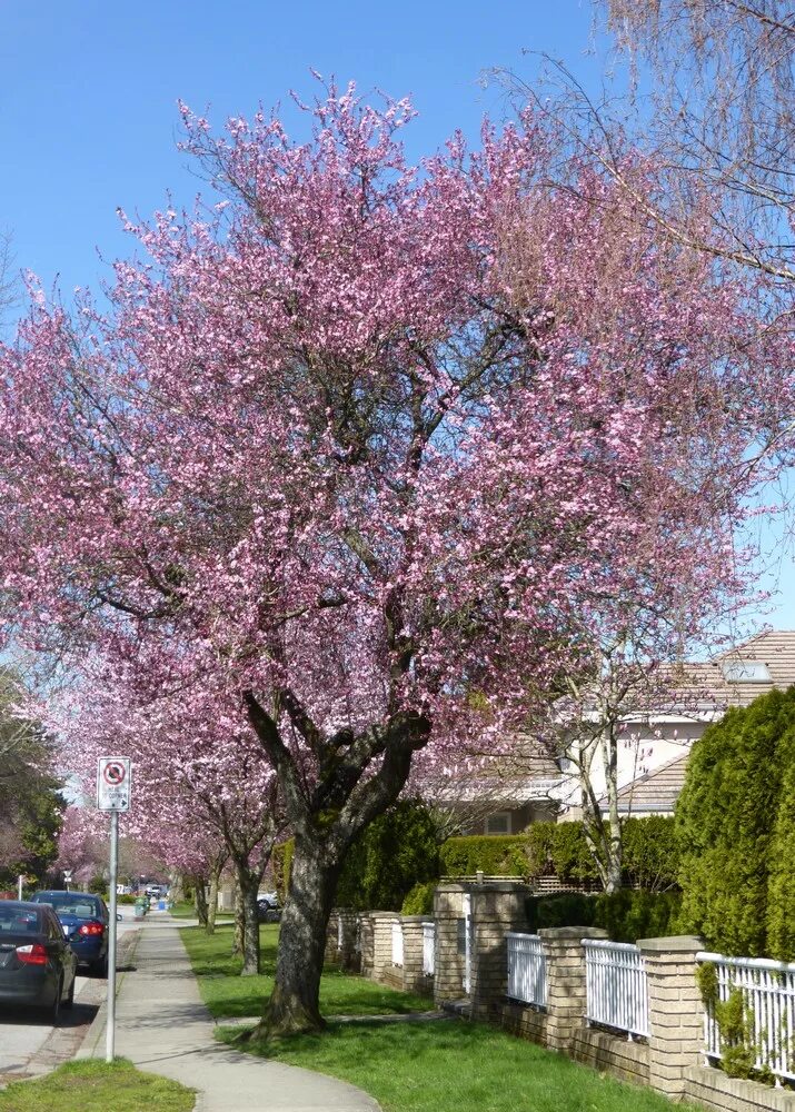 Сакура тачка. Киото ханами. Цветущие сейчас деревья. Сакура блоггер с махачкалы. Сакура блоггер дагестана википедия.