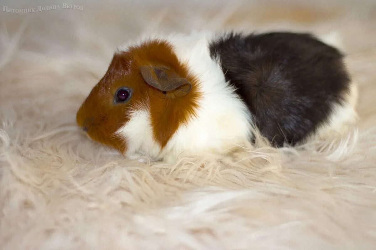 4 морские свинки. морская свинка джиппи. морская свинка 4 месяца. маленькие морские свинки. эквадорские морские свинки.