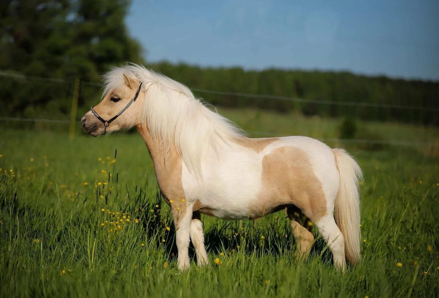 Pony фото. Соловый Уэльский пони. Шетлендский пони экстерьер. Уэльский горный пони. Белый шетлендский пони.