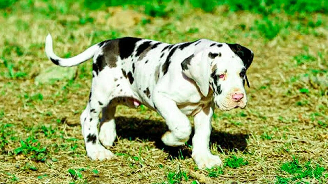 Ch Davishire's s Howl'n Wulf V RockNSpot - Harlequin Great Dane Dane dog, Great 