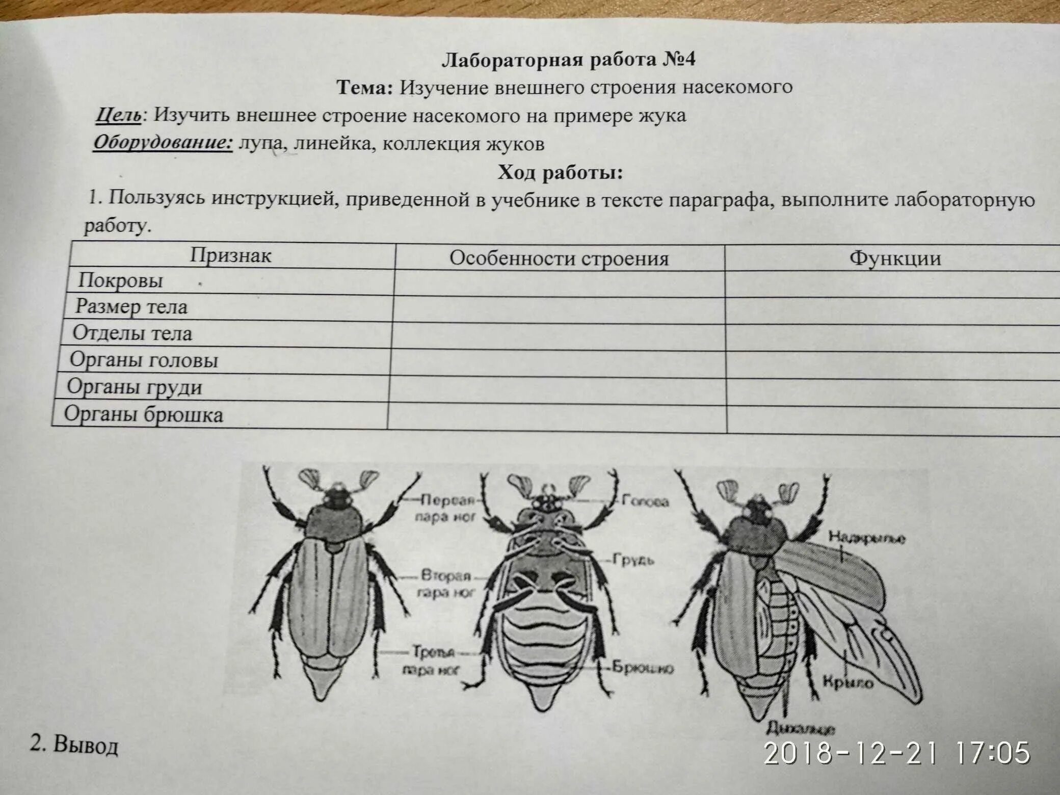 Лабораторная работа строение насекомого. Класс насекомые внешнее строение майского жука. внутреннее строение насекомых майский жук таблица. лабораторная работа изучение строения насекомых. лабораторная работа внешнее строение насекомого.