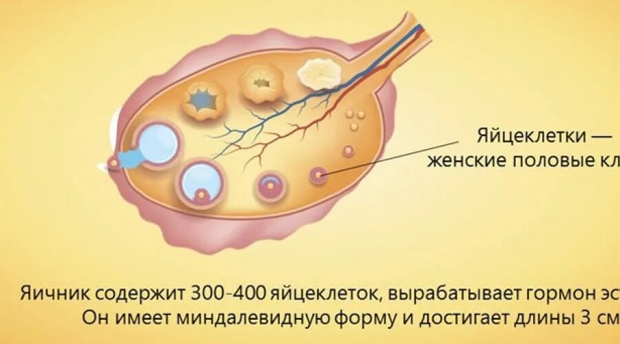 Лопается фолликул яйцеклетка. Яйцеклетка женщины. половые клетки человека. яйцеклетка женская половая клетка. женская половая система яичник.