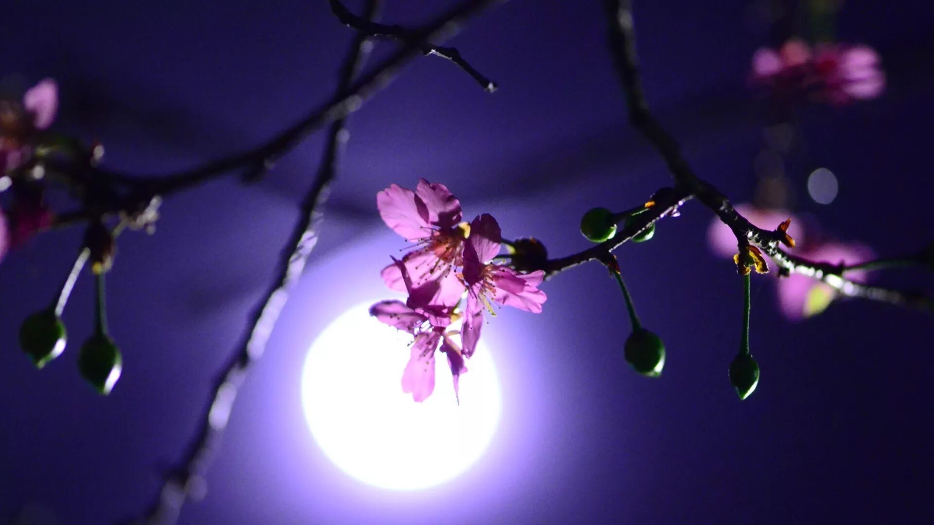 Blossom in my moonlight