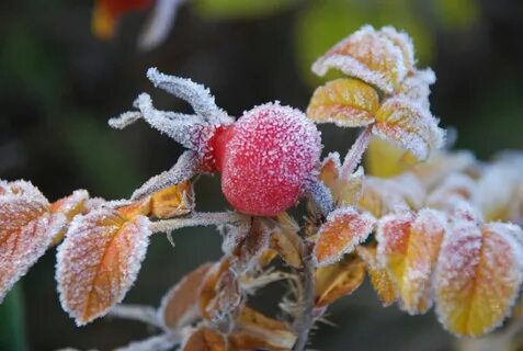 Совсем скоро начнутся первые заморозки