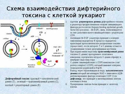 Действия токсина