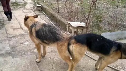 Овчарка бои видео