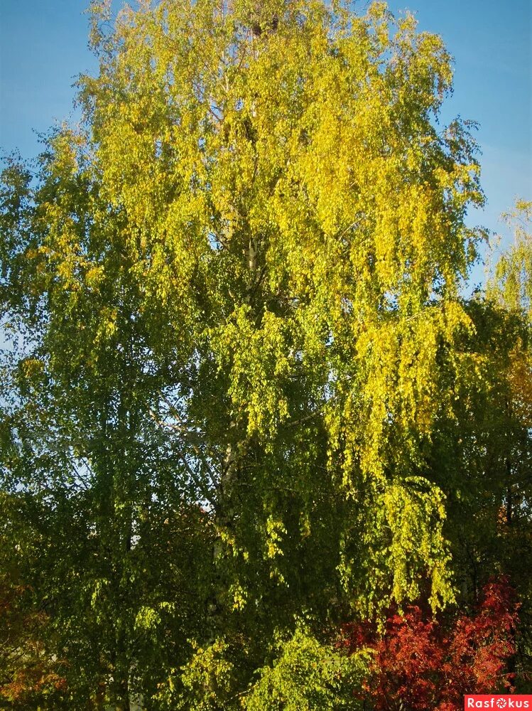 Береза начала желтеть. Береза желтая betula lutea. Береза осенью. Пожелтевшая береза. Листья деревьев.