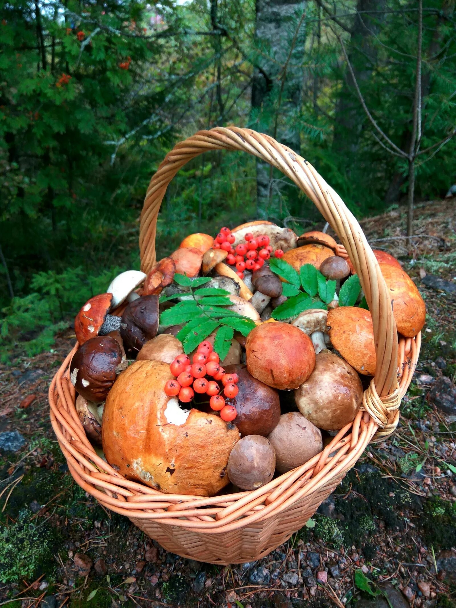 Лесные дары осени. Корзина с грибами. Корзинка с грибами и ягодами. Осенние дары леса. Свежие грибы и ягоды