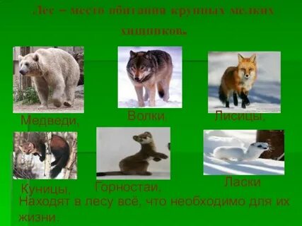 Лисы всеядные или плотоядные