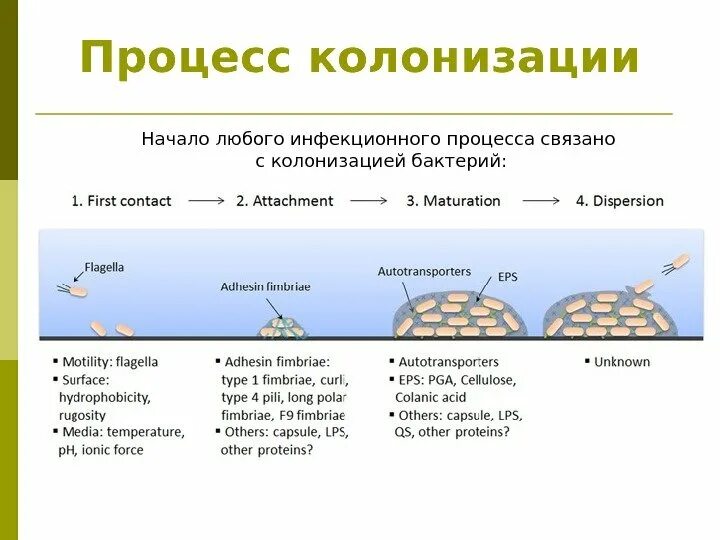 Тип колонизации. Тип колонизации