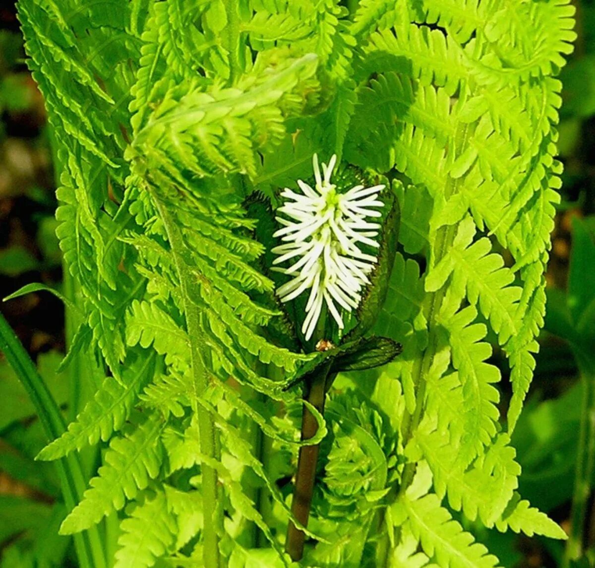 Цвет цветка папоротника. Папоротник орляк цветет. Цветение папоротника на ивана купала. Папоротник цветет на ивана купала. Папоротник лесной цветет.