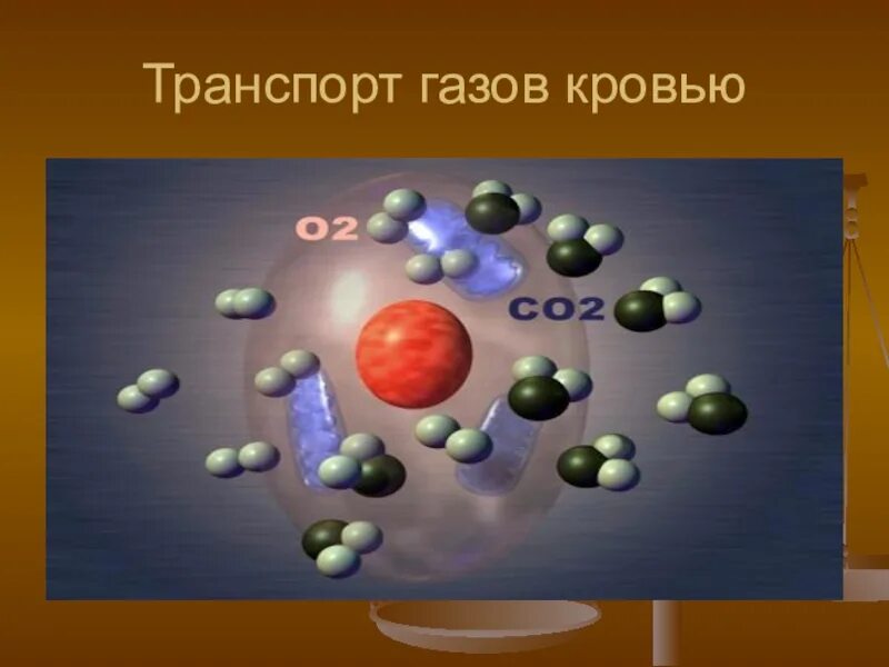 Транспортировка газов кровью. Транспорт газов кровью физиология. Транспорт дыхательных газов кровью. Механизм транспорта газов кровью. 3 перенос газов кровью