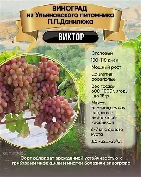 Виноградари ульяновска. Питомник винограда в ульяновске. Виноград 73 данилюк. Виноград ульяновск каталог. Виноград ульяновск каталог.
