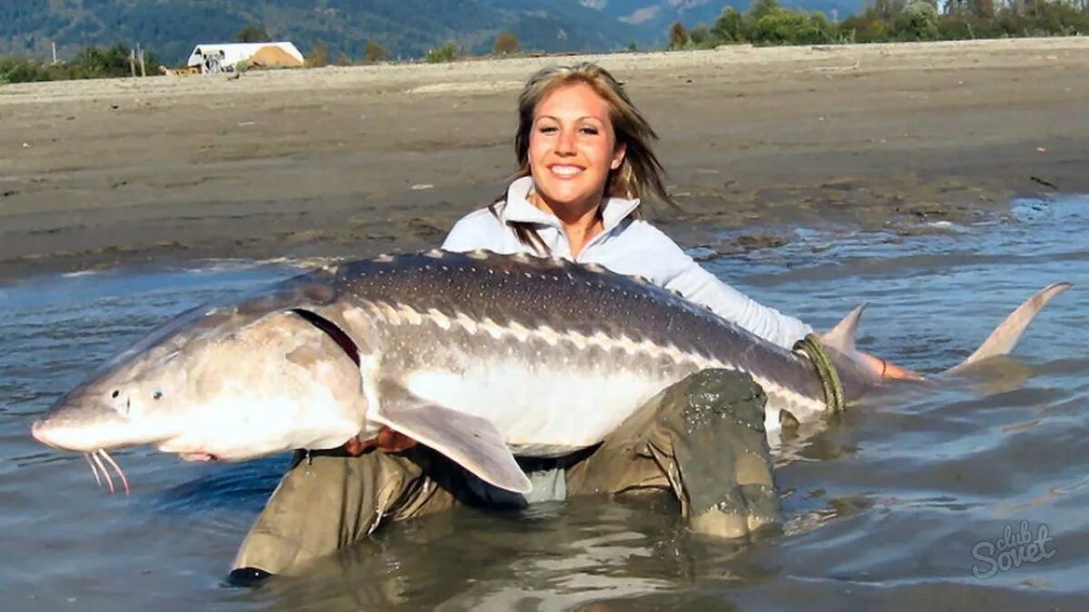 Огромная рыба во сне для женщины. Фотосессия с рыбой. Ловить крупную рыбу во сне. К чему снятся рыбы во сне женщине. Девушка с рыбой в руках.