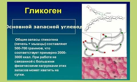 Печень вырабатывает гликоген